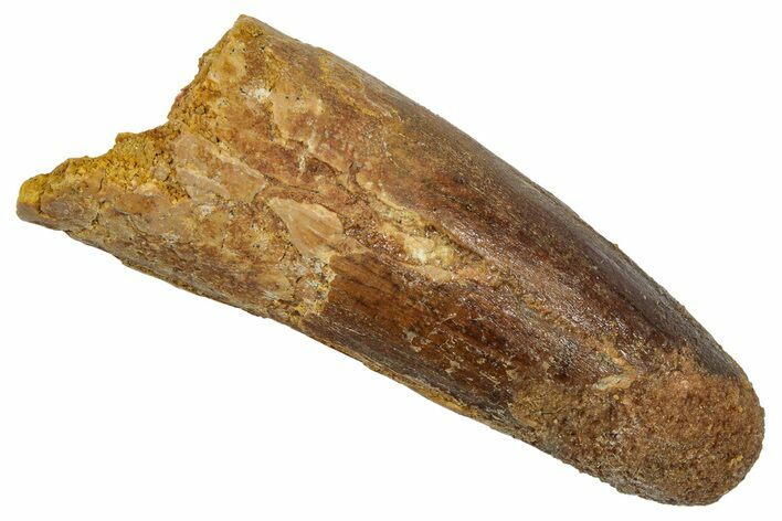 Fossil Spinosaurus Tooth - Real Dinosaur Tooth #345490